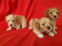 Maltipoo yavrularım