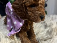 40 günlük toy poodle yavruları