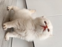 British longhair babys