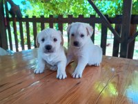 Minik golden retriever yavrular