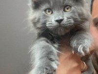 Xxxl Kocaman Erkek Maine Coon