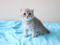 Muhteşem Scottish Fold Bebekler