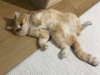 British shorthair 1 yaşında