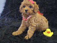 Sevimli Prenses Poodle