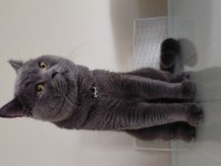 3 Yaşında Erkek British Shorthair