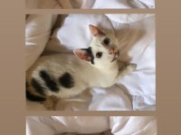 2 AYLIK BEYAZ TEKİR KEDİM