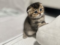 1,5 aylık Scottish Fold ve Straight Yavrularımıza Yuva