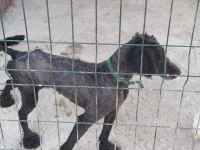 Standart poodle 2,5 yaşında
