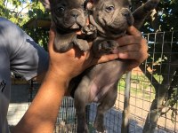 French bulldog bebeklerimiz yeni yuvalarını arıyor