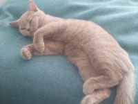 5 aylık sevimli açık kül gri dişi british shorthair