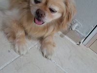 Pekinez köpeğimiz