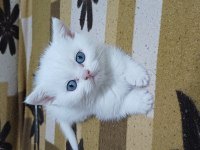 British Shorthair Yavrumuz