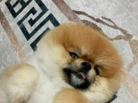 Yetişkin pomeranian boo gülen yüz 1.800 kilo