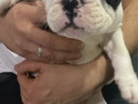 Dünya tatlısı French Bulldog kızımız