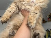 British Longhair (BLH) By 11 Erkek
