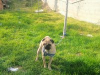 Pug Cinsi Erkek Arıyoruz