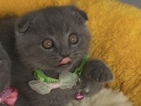 Ayı suratlı blue scottish fold bebeğim