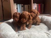 21.10.2024 Doğumlu Red Toy Poodle