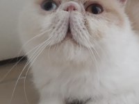 Mavi göz ve odd eyes dünyanın en nadir Exotic çifti