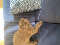 Kızımıza yuva arıyoruz british shorthair