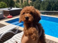 2 Aylık Dişi ve Erkek Red Toy Poodle Yavru Karma Aşılı