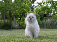 British shorthair erkek