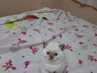 British Shorthair Blue Point Yavrular