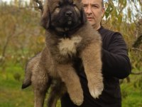 Kafkas çoban köpeği yavrumuz
