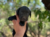 Cane Corso Yavrusu