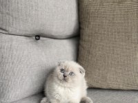 SCOTTISH FOLD BLUE POİNT YAVRULARIM 