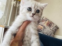 Yakışıklı bir erkek yavru british bırakıyorum buraya