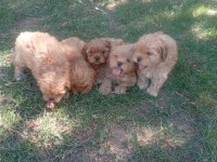 Tuvalet eğitimli maltipoo yavrular