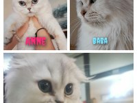 A kalite scottish fold dişi