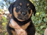 Rottweiler yavrumuz