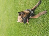 Show Kalite Belçika Malinois Bebeklerimiz