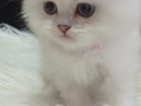 British longhair ve shorthair kedimiz