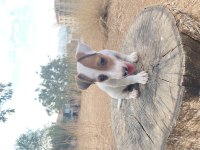 Safkan Kısa Bacak Maskeli Jack Russell Yavrular