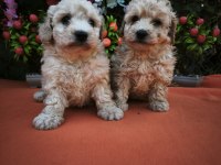 MALTİPOO KÖPEKLER