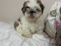 Shih tzu erkek bebek