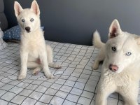 6 aylık erkek husky