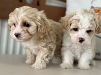 Show Kalite Kore Maltipoo Yavrular Ziyarete Açık