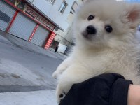 4 aylık dişi pomeranian sahiplendirme