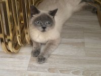 Dişi uysal kedimiz sahiplendirilecek çok uysal