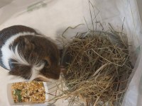 Ücretsiz sahiplendirilecek guinea pig