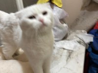 Scottish Fold Beyaz Dişi