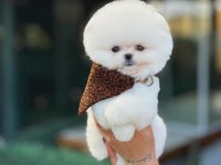 Teddy Bear Pomeranian Boo