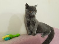 Uygun sahiplendirme british shorthair