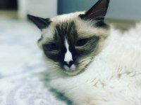 4 yaşında dişi ragdoll