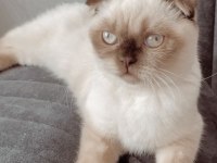Scottish fold prensesime kalıcı yuva arıyorum