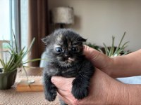 Siyah Scottish Fold Minnaklar